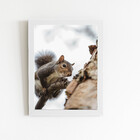 Esquilo Árvore Foto Animais Quadro Moldura Branca 60x40cm