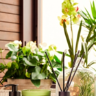 Essencia Insp Alecrim Liz 100ml