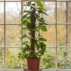 Estaca De Fibra De Coco Nutricoco (80x5x5) Nutriplan