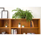 Estante Para Sala Charme - Doce De Leite Escovado - Meu Móvel