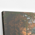 Estrada Paisagem Árvores Fotografia Quadro Canvas 100x70cm