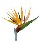 ESTRELITZIA MÉDIA AMARELA  - 70CM