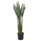 Estrelítzia Touceira 8L