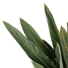 Estrelítzia Touceira 8L