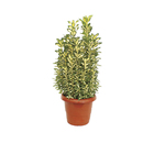 Euonymus Aureus Pote 15