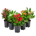 Euphorbia Milii Miliana PT06