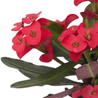 Euphorbia Milliana Pote 11 Planta Natural