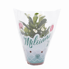 Euphorbia Milliana Pote 11 Planta Natural