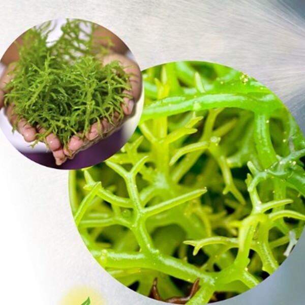 Extrato De Algas Marinhas Orgânico Concentrado 6 Flaconetes