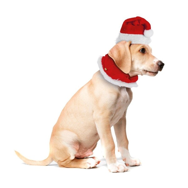 Fantasia Pet Natal Gorro E Gola Luxo Premium - Magizi