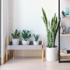 Fertilizante Adubo Espada De São Jorge Npk 10 10 10 - 300g