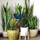 Fertilizante Adubo Espada De São Jorge Npk 10 10 10 - 3kg