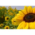 Fertilizante Adubo Para Girassol Npk 10 10 10 - 300g