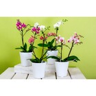 Fertilizante Adubo Para Orquídea Npk 10 10 10 - 3kg