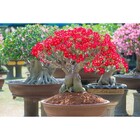 Fertilizante Adubo Para Rosa Do Deserto Npk 10 10 10 - 1kg