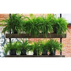 Fertilizante Adubo Para Samambaia Npk 10 10 10 - 300g Pet