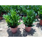 Fertilizante Adubo Para Zamioculca Npk 10 10 10 - 500g Pet