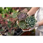 Fertilizante Concentrado Orgânico Suculentas (60ml) Forth