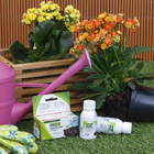 Fertilizante Enraizador 60ml Forth