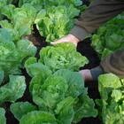 Fertilizante Farelado Para Hortaliças 15-05-10 Forth 3 Kg