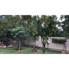 Fertilizante Foliar Maxxi Frutas Spu 500ml Caixa Com 12