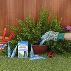 Fertilizante Gota a Gota Para Samambaias com 6 Ampolas de 32ml Cada