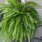 Fertilizante Mineral Misto Samambaias Vitaplan 30 Pastilhas