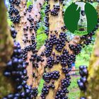 Fertilizante Natural Frutíferas Nutri Bio (500ml) All Garden