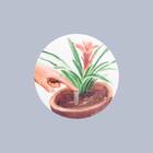 Fertilizante Org Bromelias 330g Spike