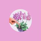 Fertilizante Org Orquideas 330g  Spike