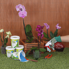 Fertilizante Orquídea Manutenção 400g Forth