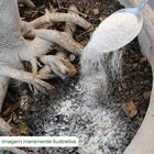 Fertilizante Para Palmeiras 400g Forth