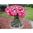 Fertilizante Premium Ureia NPK 46 00 00 CPC Garden 1 Kg