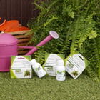 Fertilizante Samambaia 60ml FORTH