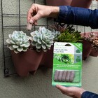 Fertilizante para Suculenta e Cacto Orgânico Geolia 75g 6 Bastonetes