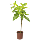 Ficus Altissima P30