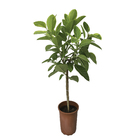 Ficus Altissima P30