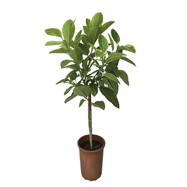 Ficus Altissima P30