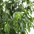 Fícus Benjamina Pote 24