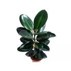 FICUS ELASTICA BARGUNDY P20