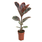Ficus Elástica Pote 17 Planta Natural