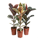 Ficus Elástica Pote 17 Planta Natural