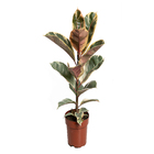 Ficus Elástica Pote 17 Planta Natural