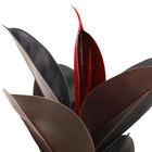 Ficus Elástica Pote 24 Planta Natural