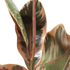 Ficus Elastica Ruby P24