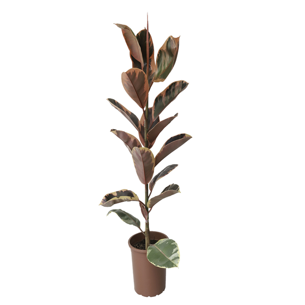 Ficus Elastica Ruby P24