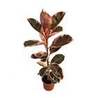 FICUS ELASTICA RUBY  P17