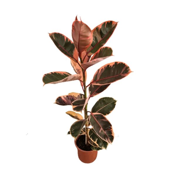 FICUS ELASTICA RUBY P17