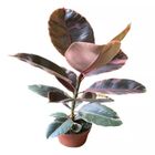 FICUS ELASTICA RUBY  P20