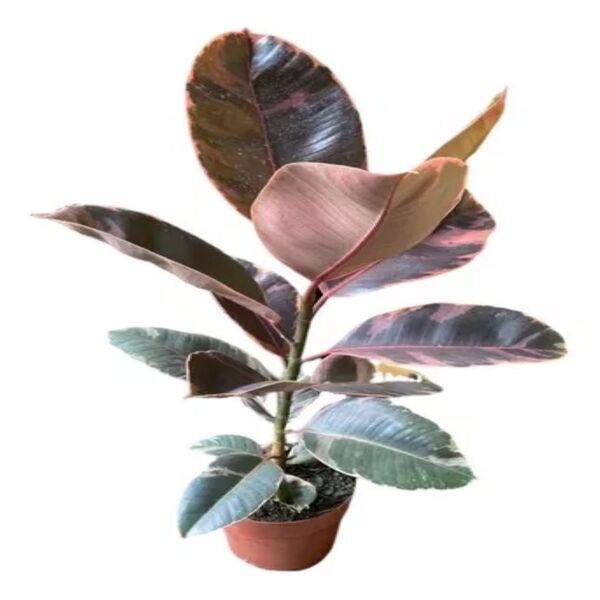 FICUS ELASTICA RUBY P20